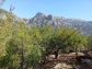 Sunny olive grove in Fornalutx