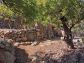 Sunny olive grove in Fornalutx