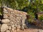 Sunny olive grove in Fornalutx