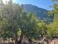 Sunny olive grove in Fornalutx