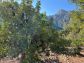 Sunny olive grove in Fornalutx