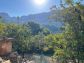Sunny olive grove in Fornalutx